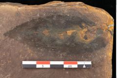 Foto (Detailsansicht) von Ulmus plurinervia, Unger (NHMW-GEO-2024-0188-0994)